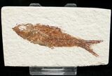 Bargain Knightia Fossil Fish - Wyoming #10907-1